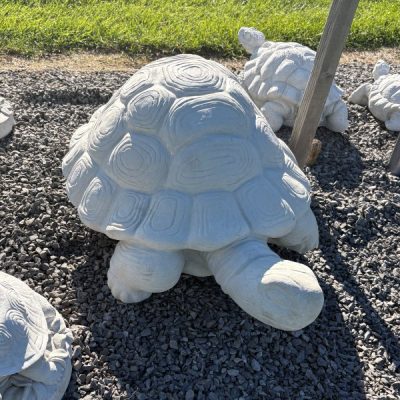 XL Turtle / Tortoise