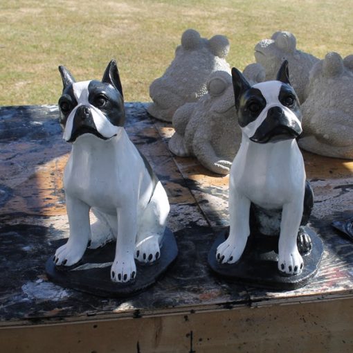 Boston Terrier