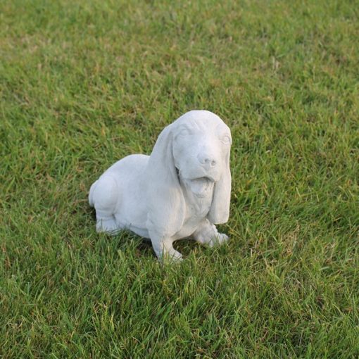 Basset Hound