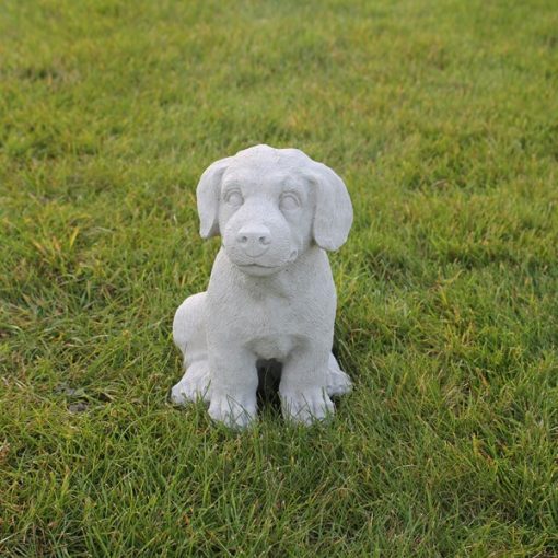 Lab Puppy