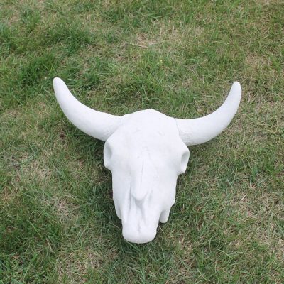 Texas Long Horn Skull