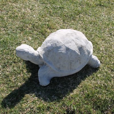 Turtle / Tortoise