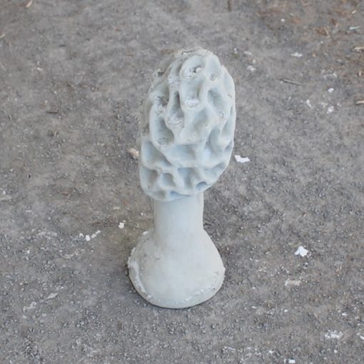 Morel Mushroom 1 N Concrete Garden Supply