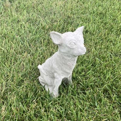 Chihuahua Dog – Average Size