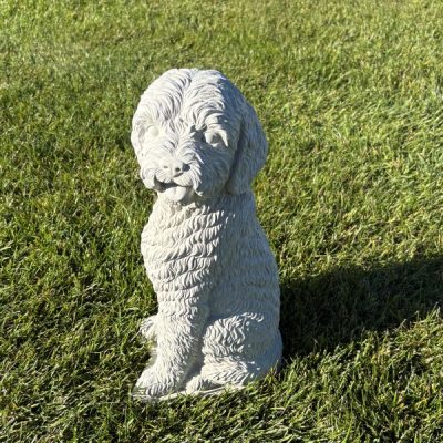 Doodle or Labradoodle Dog