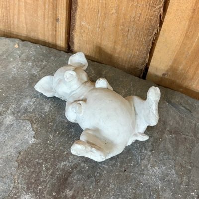 Mini Pig on Back